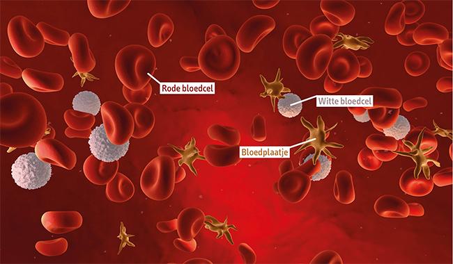 Bloedplaatjes (Trombocyten) - Wat doen Bloedplaatjes? - Bloedcellen.nl