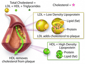 LDL & HDL Cholesterol