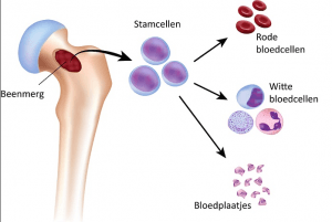 witte bloedcellen beenmerg